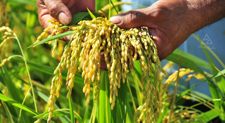 dang-ky-kinh-doanh-xuat-khau-gao-02